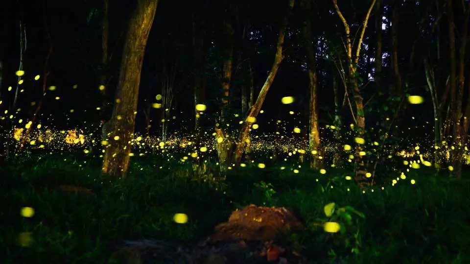 Glimwormen die de bomen langs de kanalen bij Amphawa verlichten.