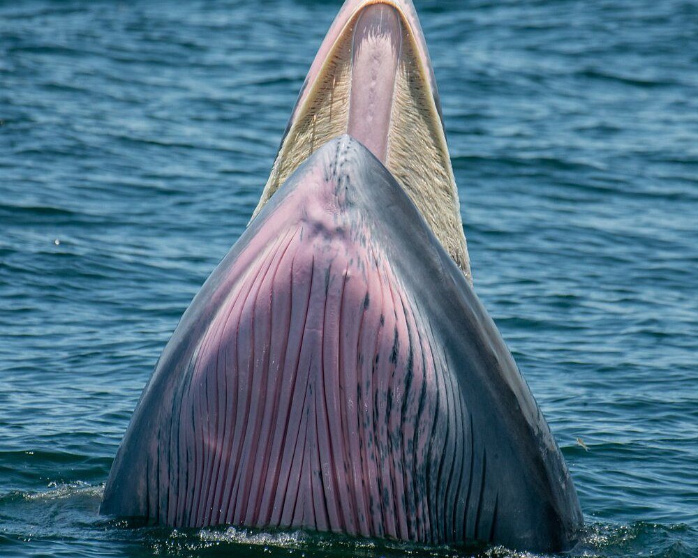 Brydewal dicht bij de boot in de Golf van Thailand