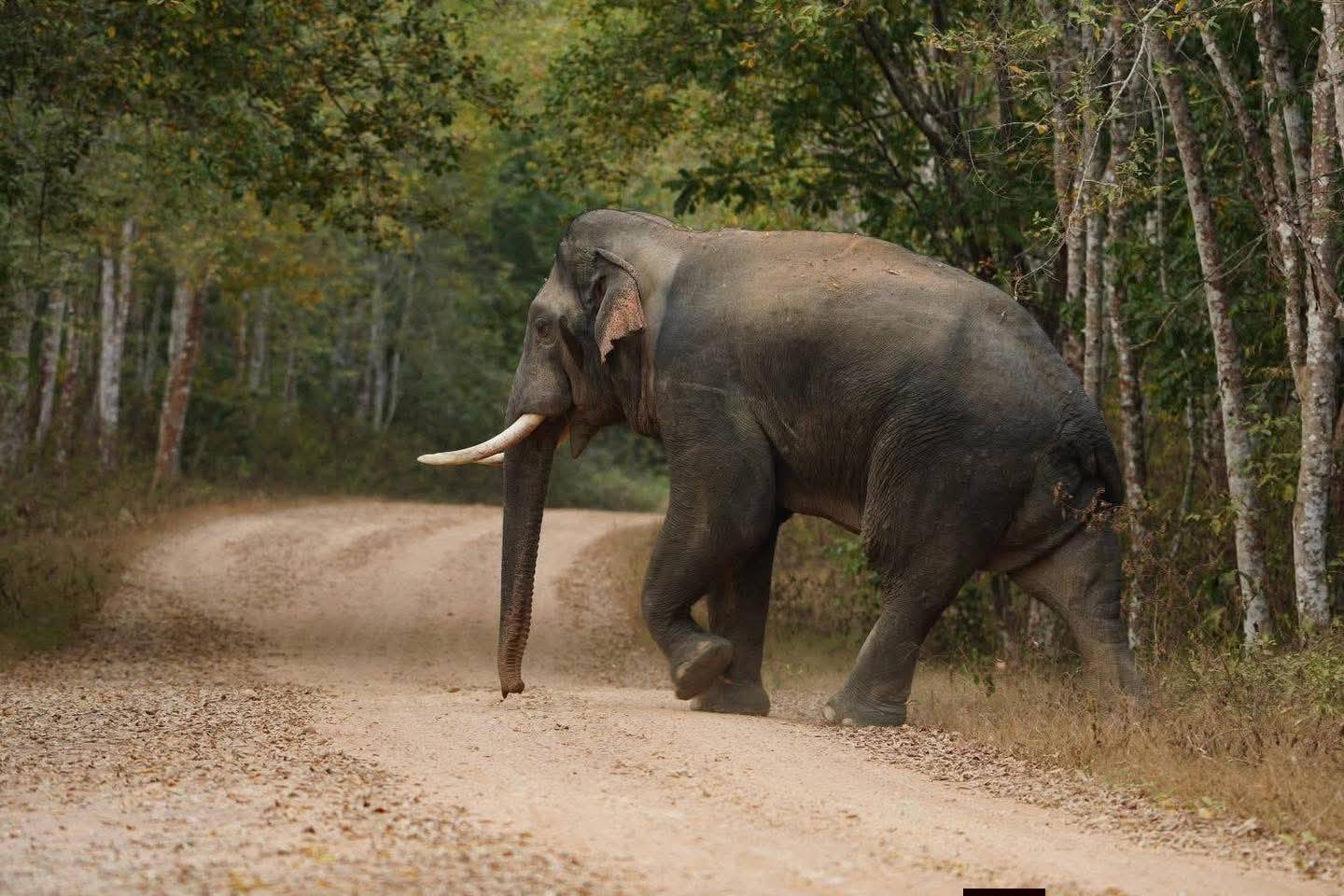 Elephant crossing the park road
