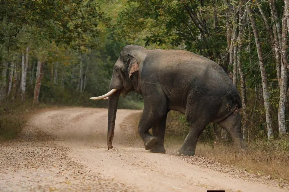 Wild elephant crossing a road in Kui Buri